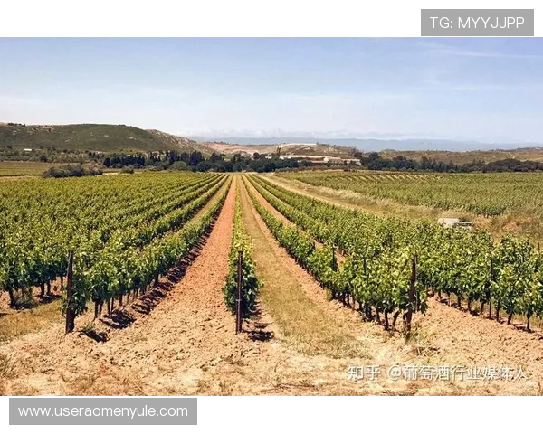 大阳城国际站的品牌建设与市场推广策略分析